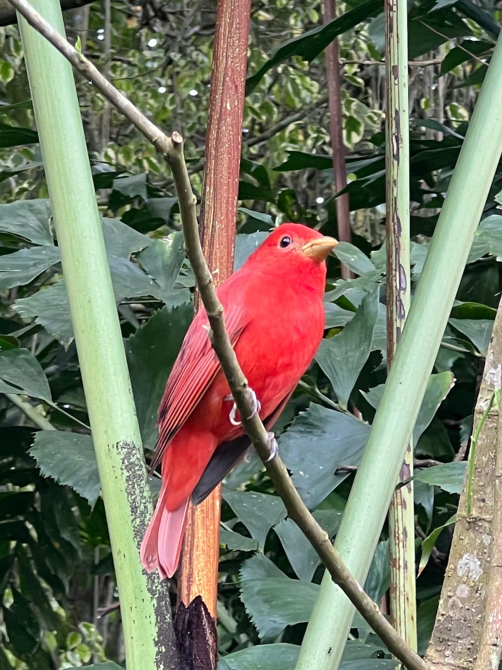 image of stunning wildlife in nature (for a travel agency)