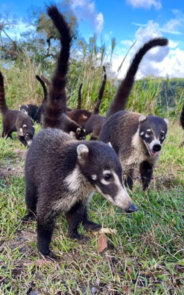 image of diverse wildlife in their natural habitats