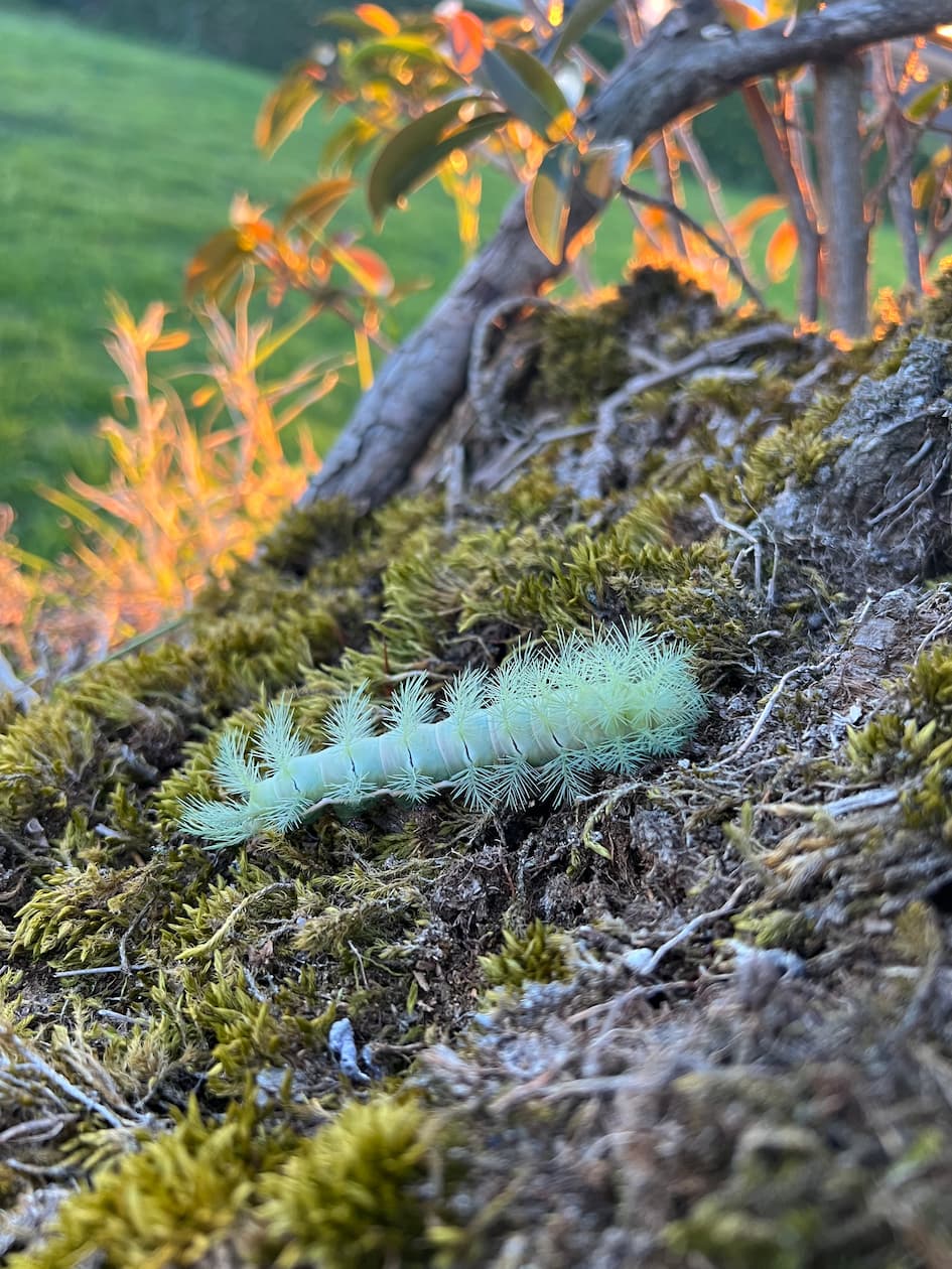 image of diverse wildlife in their natural habitats