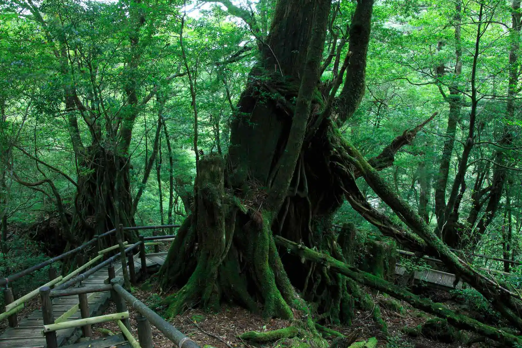 image of top-selling educational toy