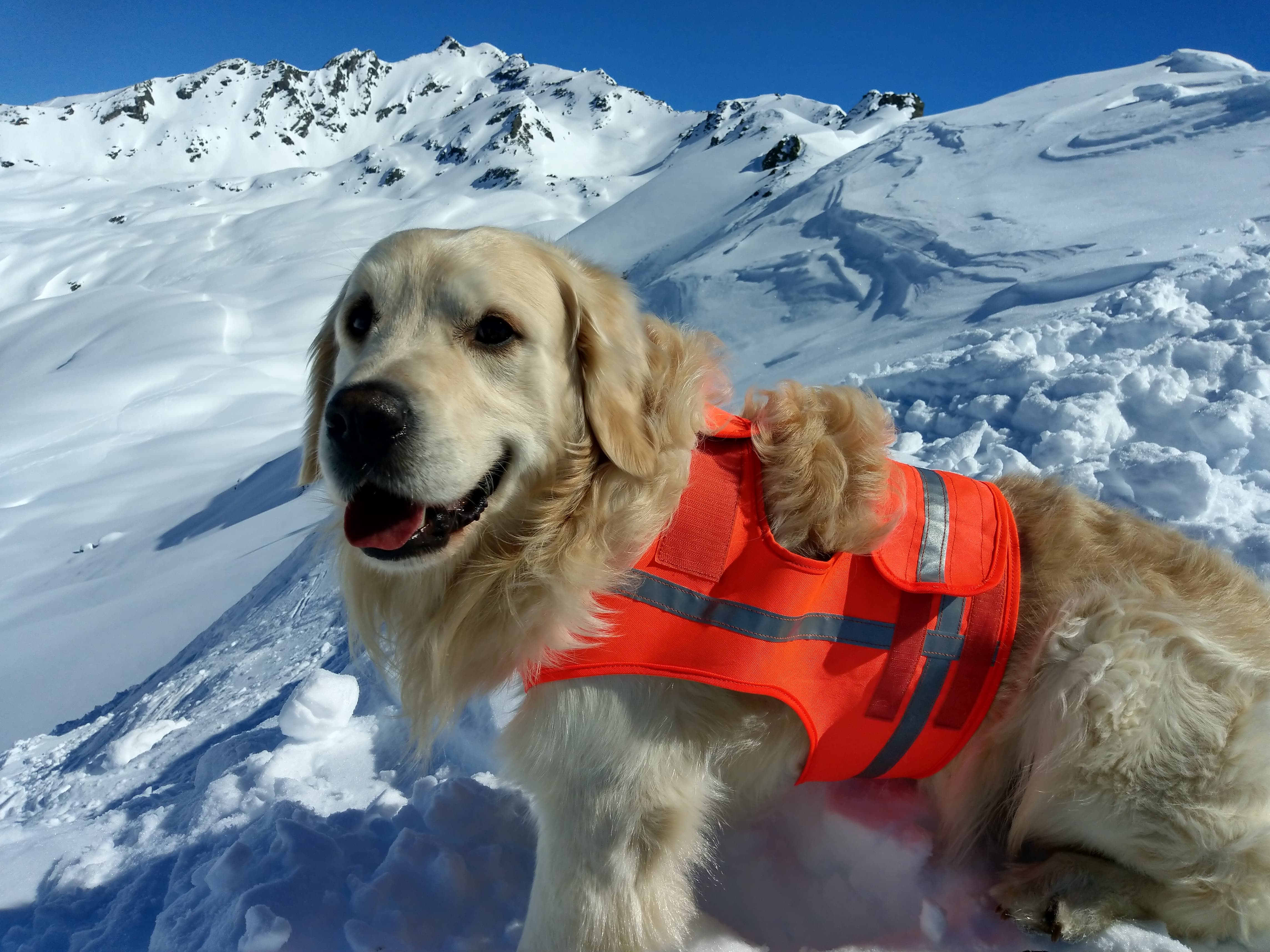 Jacky mit Warnweste im auf einem einem verschneiten Berggipfel mit verschneiter Bergkulisse.
