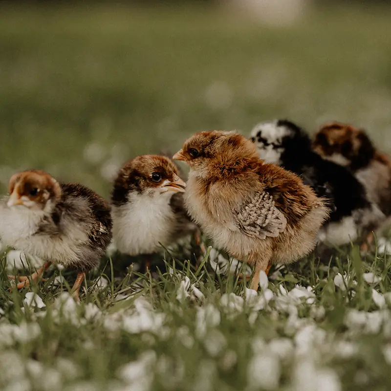 Gruppenbesuche - Individuell gestaltete Hof