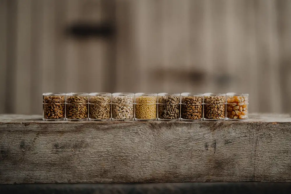 Echtes Getreide entdecken - Weizen, Hafer und Gerste zum Sehen und Fühlen