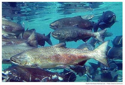 A school of fish swimming in the waterAI-generated content may be incorrect.