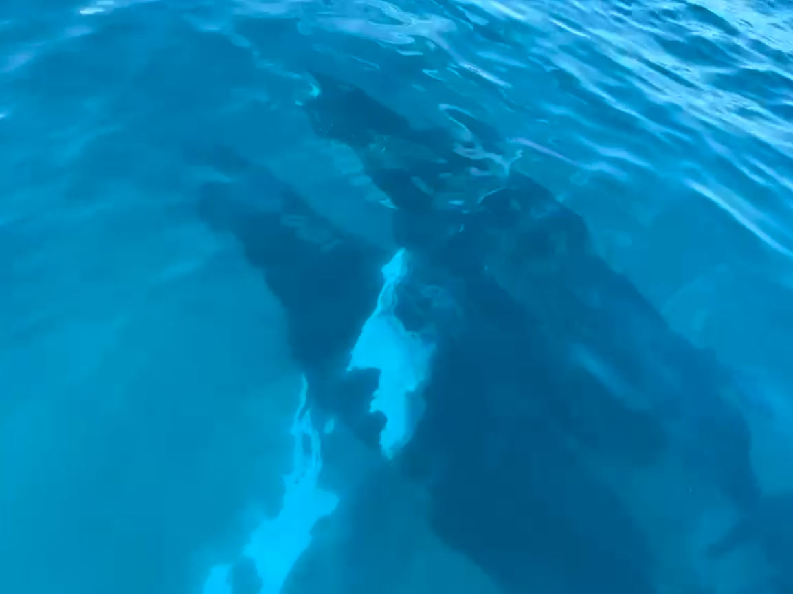 Whale