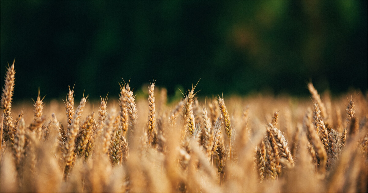 Consumers and the Agrifood Supply Chain: A perspective on International Market Trends.
