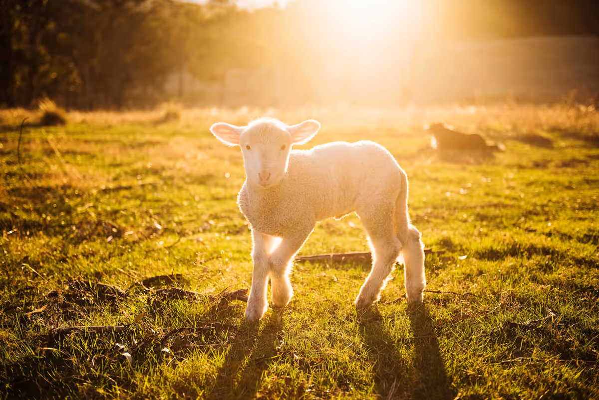 Lamb in field looking at camera