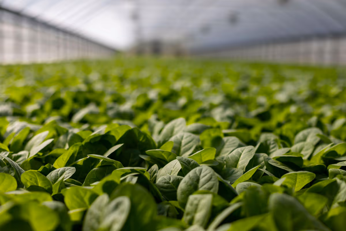Spinach growing in large commercial nursery