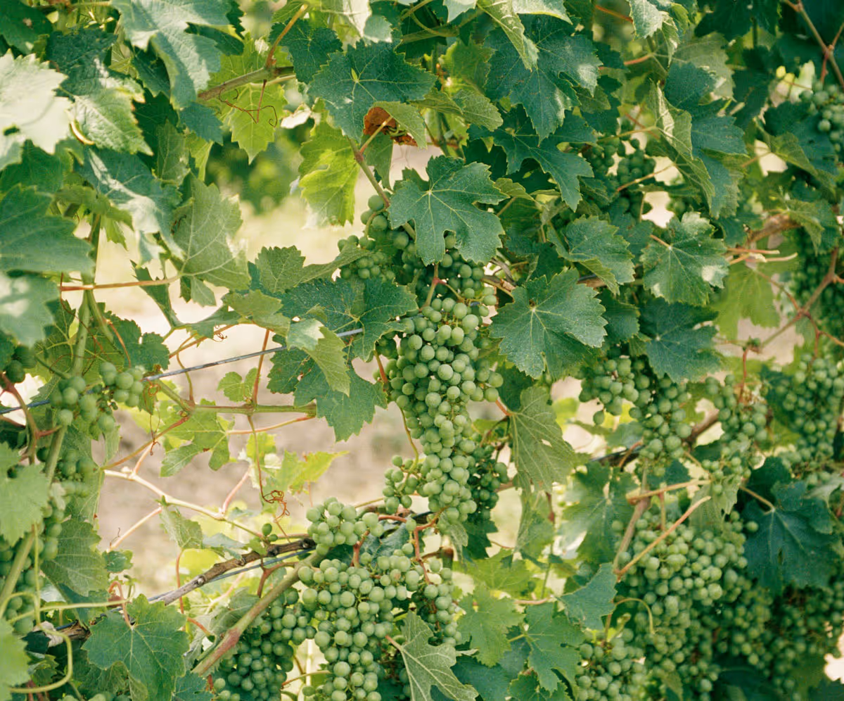 Vine of green grapes