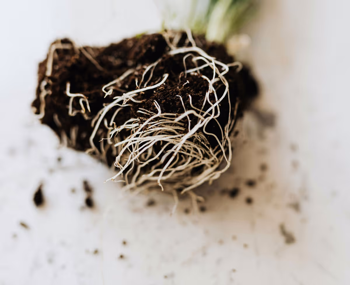 Clump of soil with roots