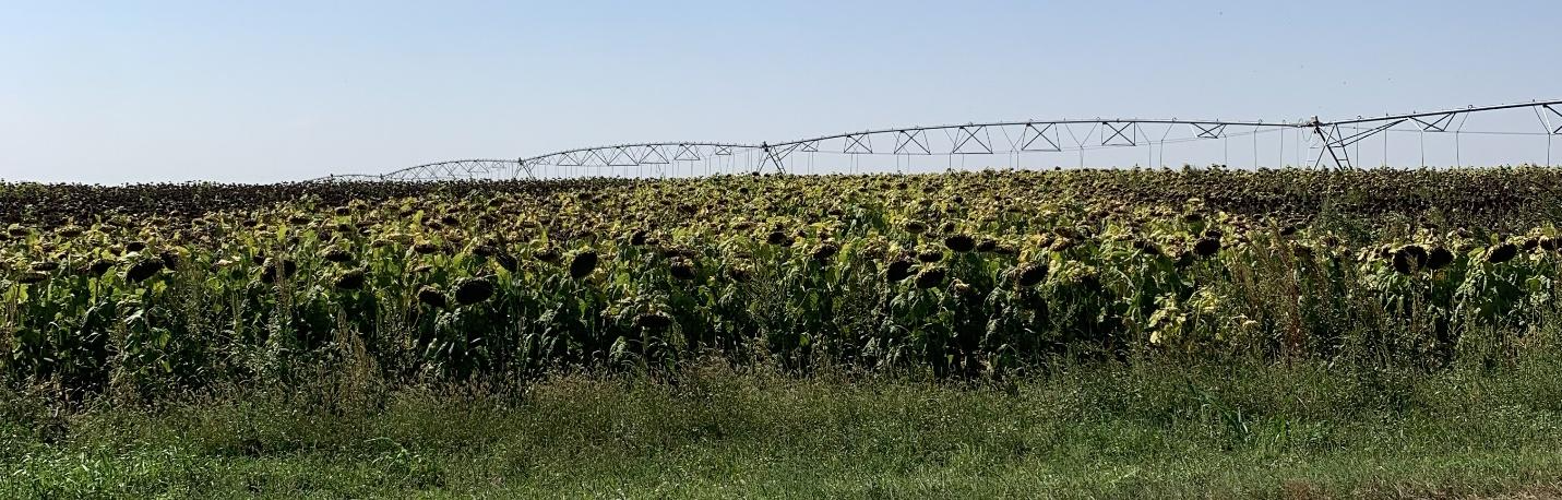 A field of sunflowersAI-generated content may be incorrect.