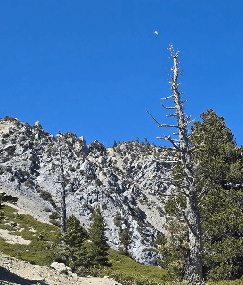 Paraglider soaring above Mt. Baldy ridgeline with a lone dead tree in the foreground, captured during a fasted TrailGenic autophagy hike via Ski Hut.