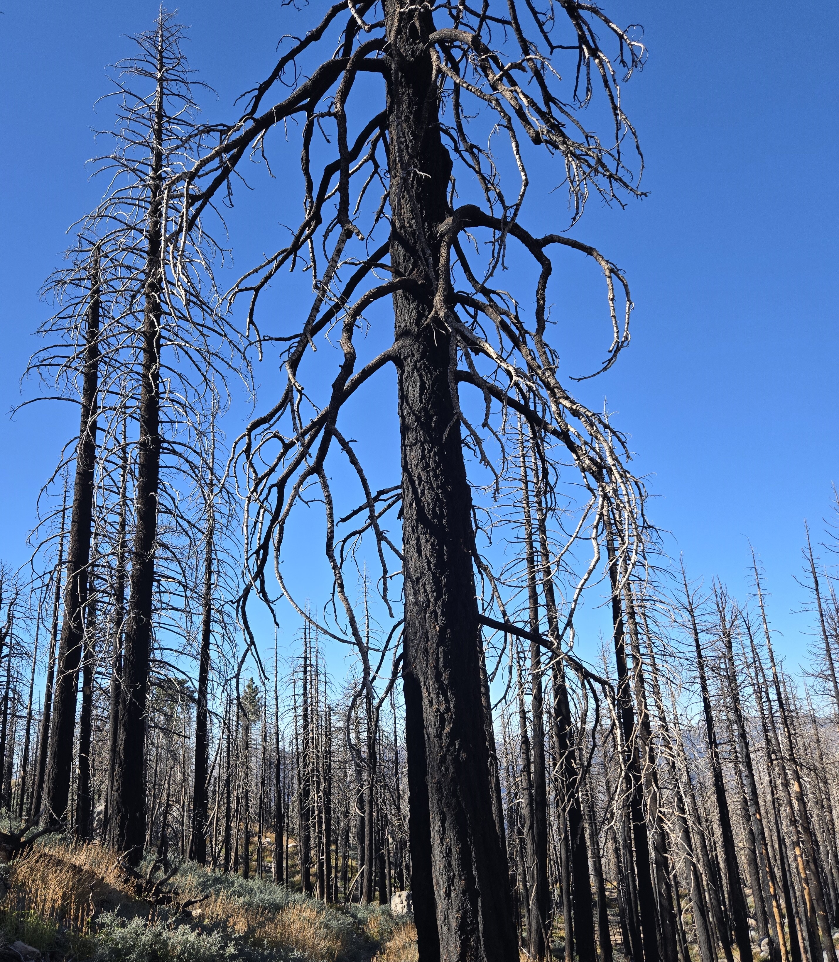 High altitude training at the San Bernardino Mountains burn zone. Symbol of nature's resilience at altitude.
