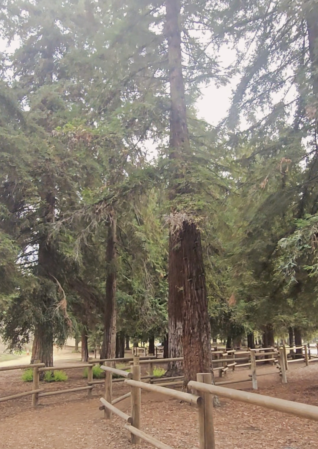 A quiet morning trail in Carbon Canyon Regional Park, soft winter light through trees, representing a low-stress TrailGenic conditioning day.