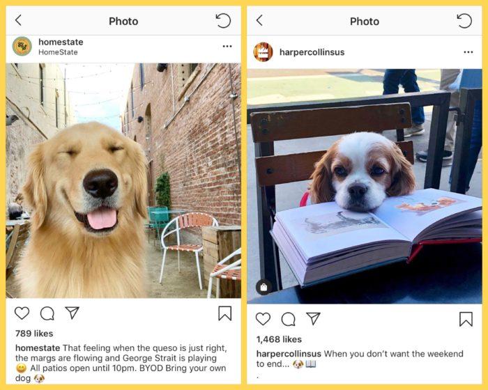 instagram animal content with two posts about dogs