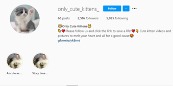 only cute kittens handle