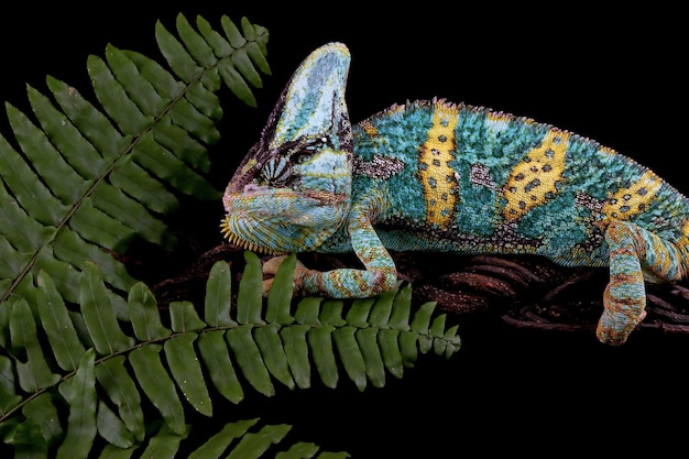 Chameleon showing off its colours
