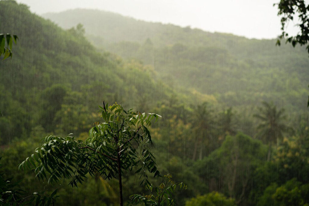 Rain in the tropical forrest