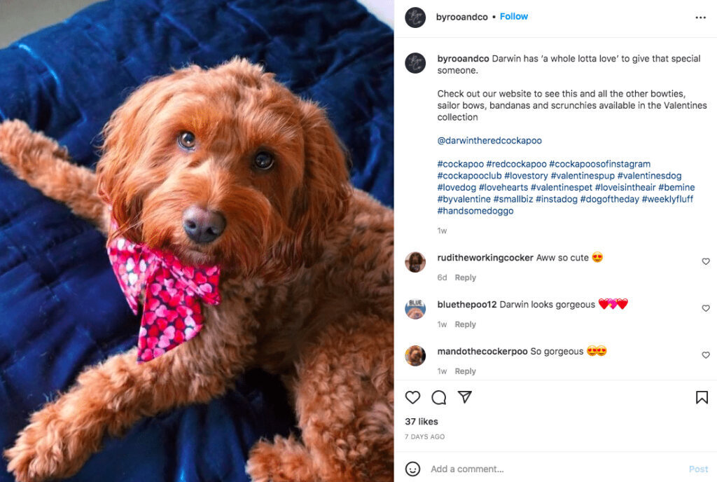 valentines day for pets