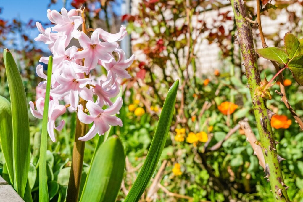 close up of spring flowers in a garden