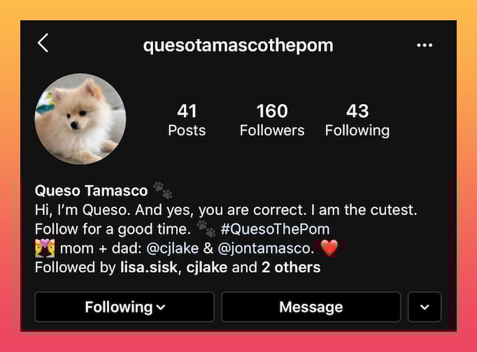 pet account bio example 