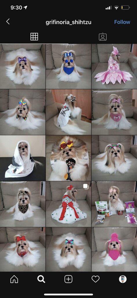 Pet Themed Instagram 