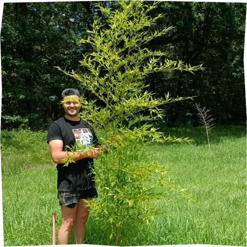 hervé avec un bambou géant