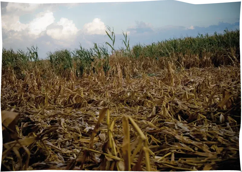 Field of dry and fallen corn stalks under a partly cloudy sky.