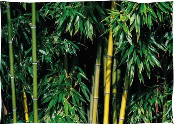 Dense green bamboo stalks with lush leaves in a natural outdoor setting.