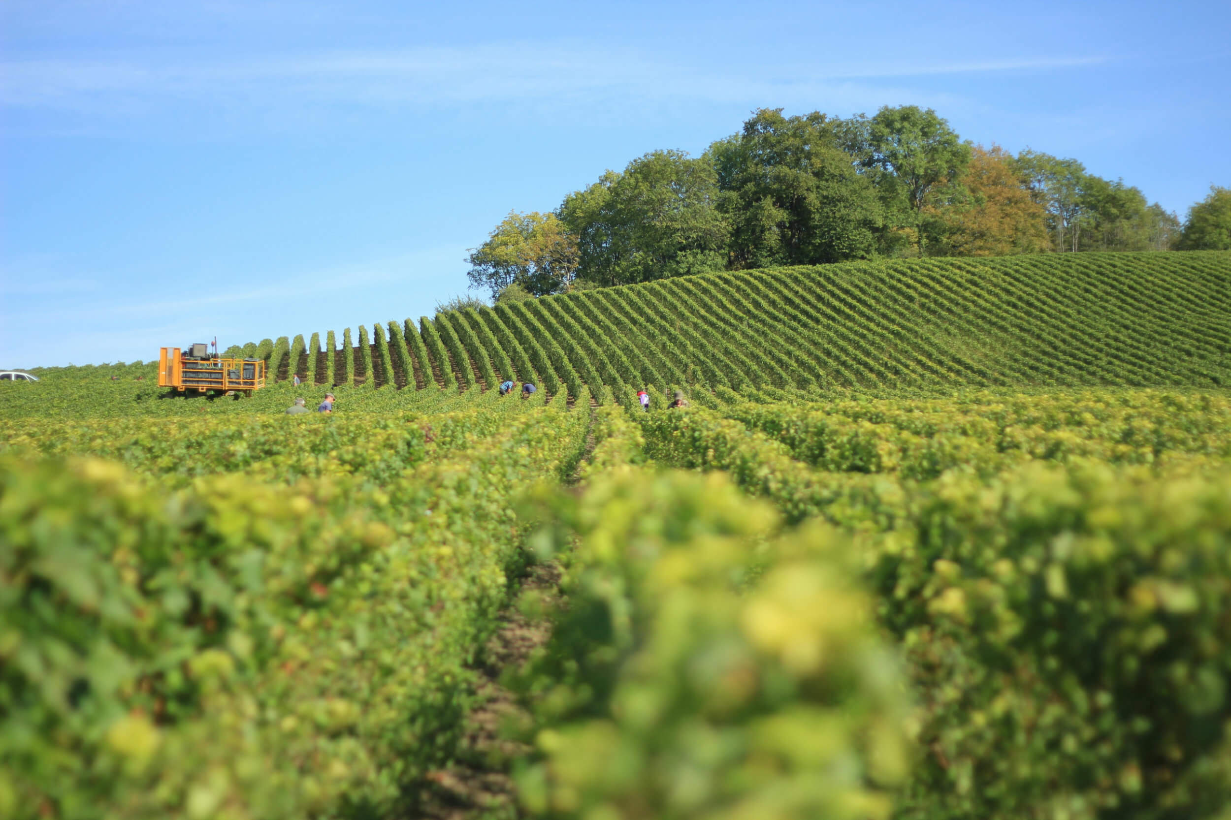 Guided Farm Tour