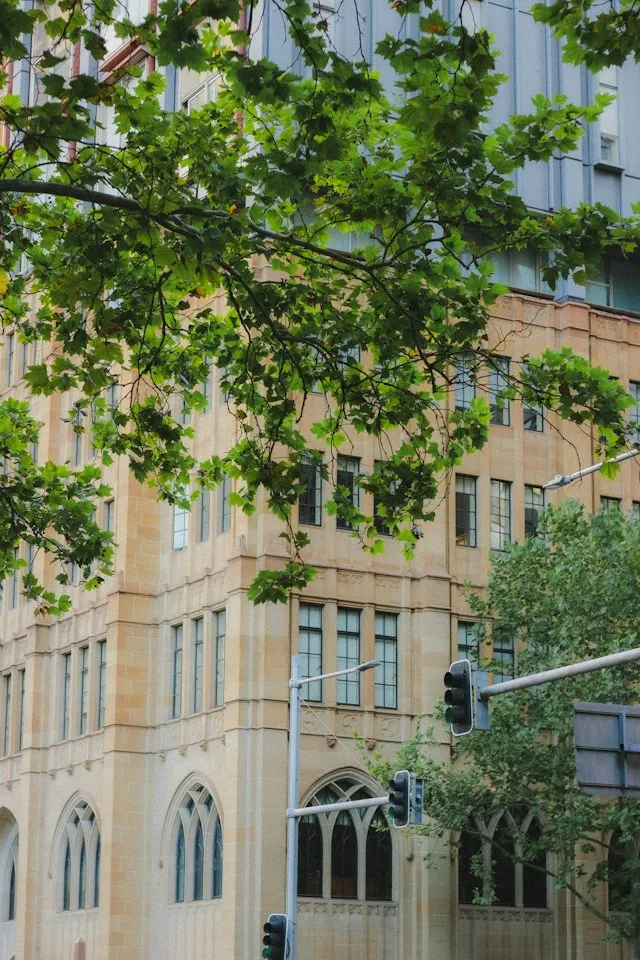 Sandstone office building in Sydney framed by street trees