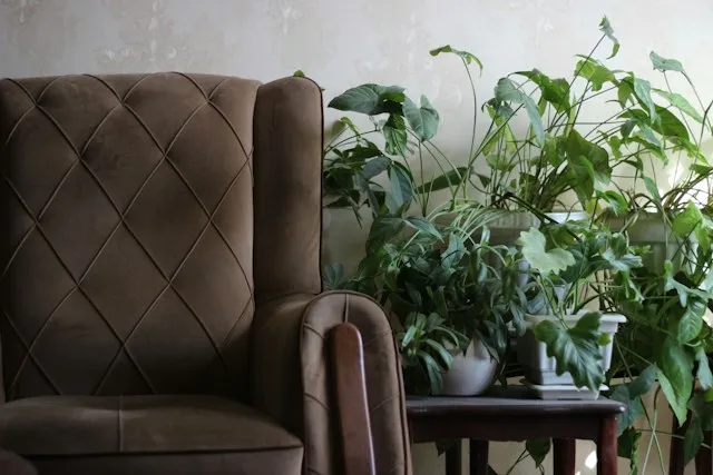 Brown armchair beside a cluster of houseplants in a living room