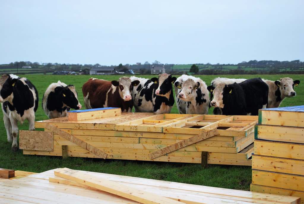 Cows looking over stacked timber panels in a field