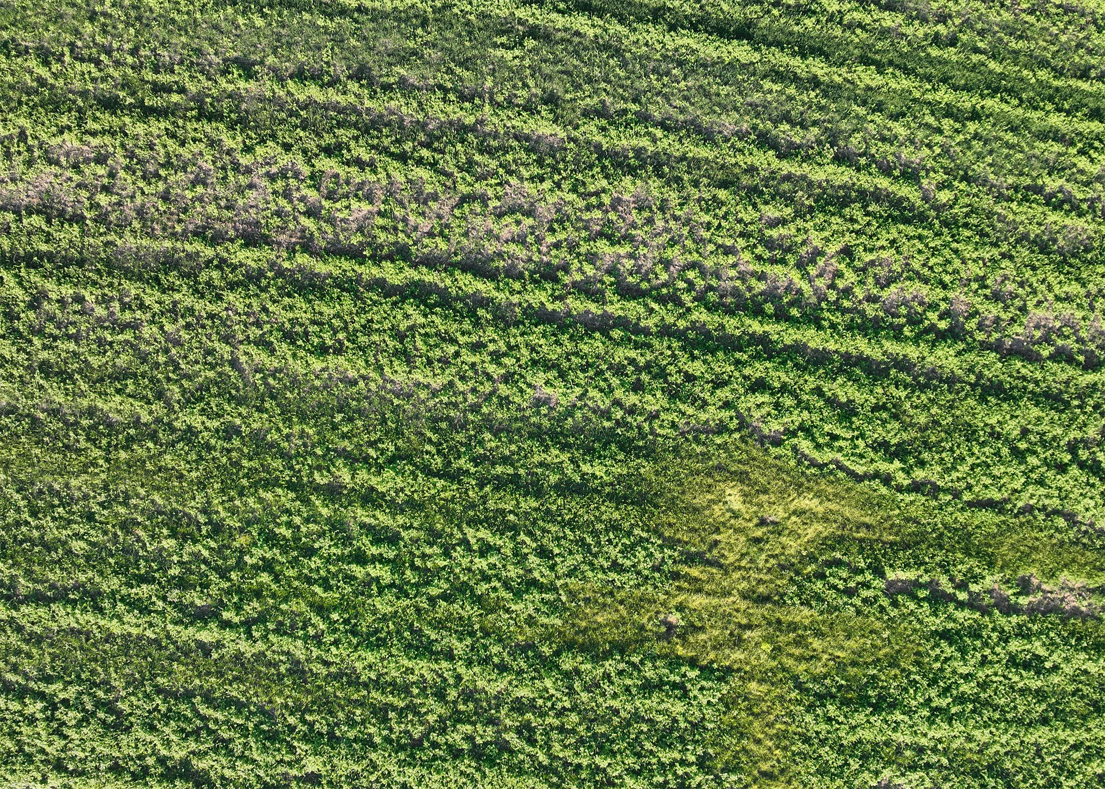 Luftaufnahme von einem grünen Feld mit unregelmäßigen Vegetationsmustern und Bodenuntersuchungen.