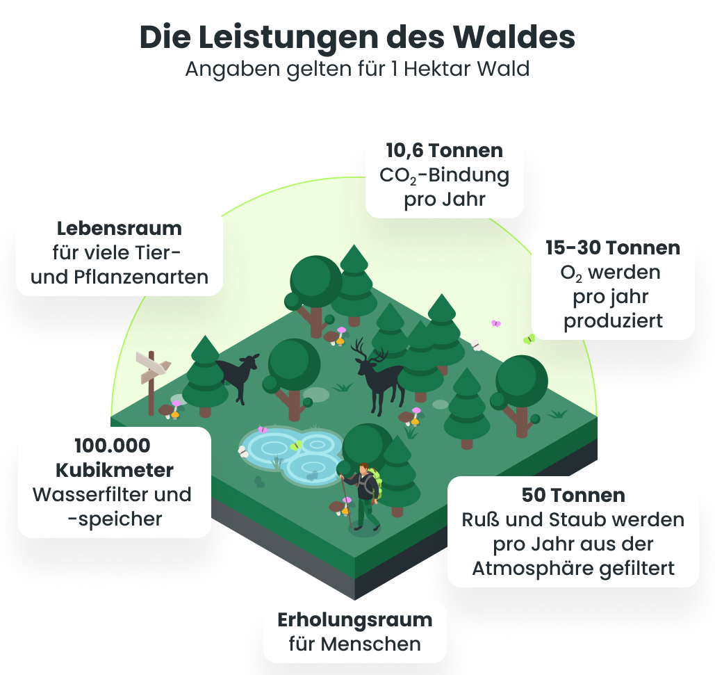 Die Leistungen des Waldes (Wasserfilter, Luftfilter, Lebensraum etc.) als Beispiel für die Bedeutung des Schutzes der Biodiversität