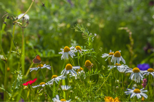 Blumenwiese