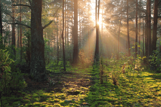 Abbildung des Footprints in Form von CO2-Emissionen und dem Handprint zur Förderung der Biodiversität