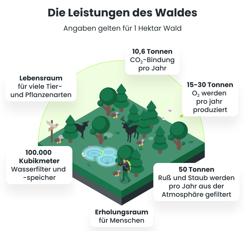 Die Leistungen des Waldes auf einen Blick (Wasserspeicher, Lebensraum, Luftfilter etc.)