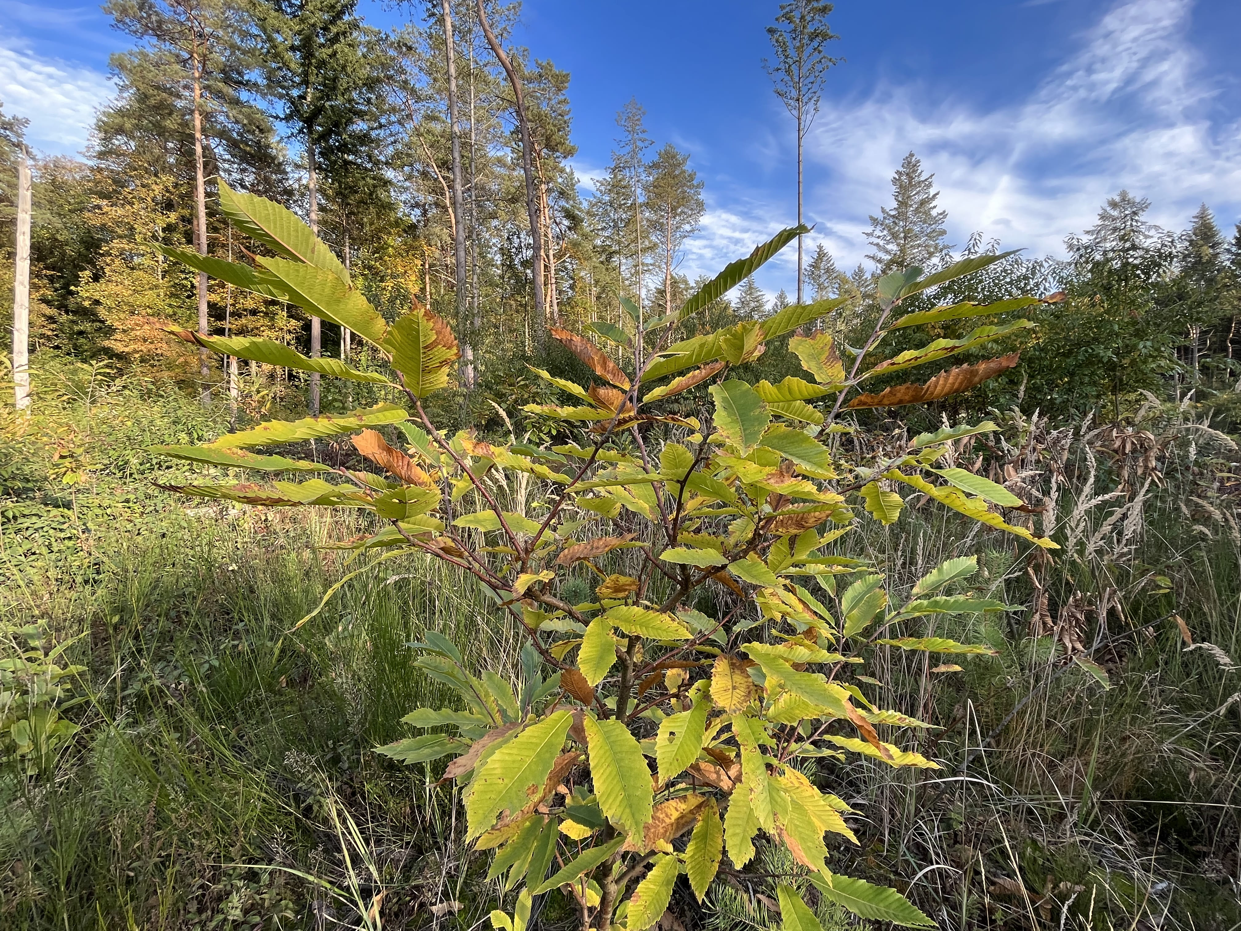 Wiederaufforstung von Esskastanien im Kölner Königsforst