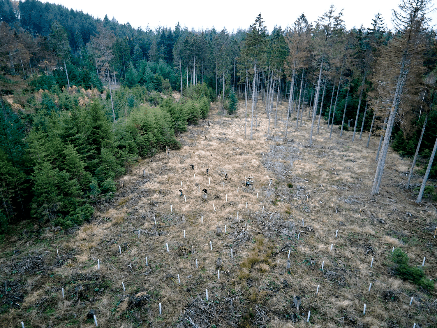 Wiederaufforstung von Planted in Wiesbaden
