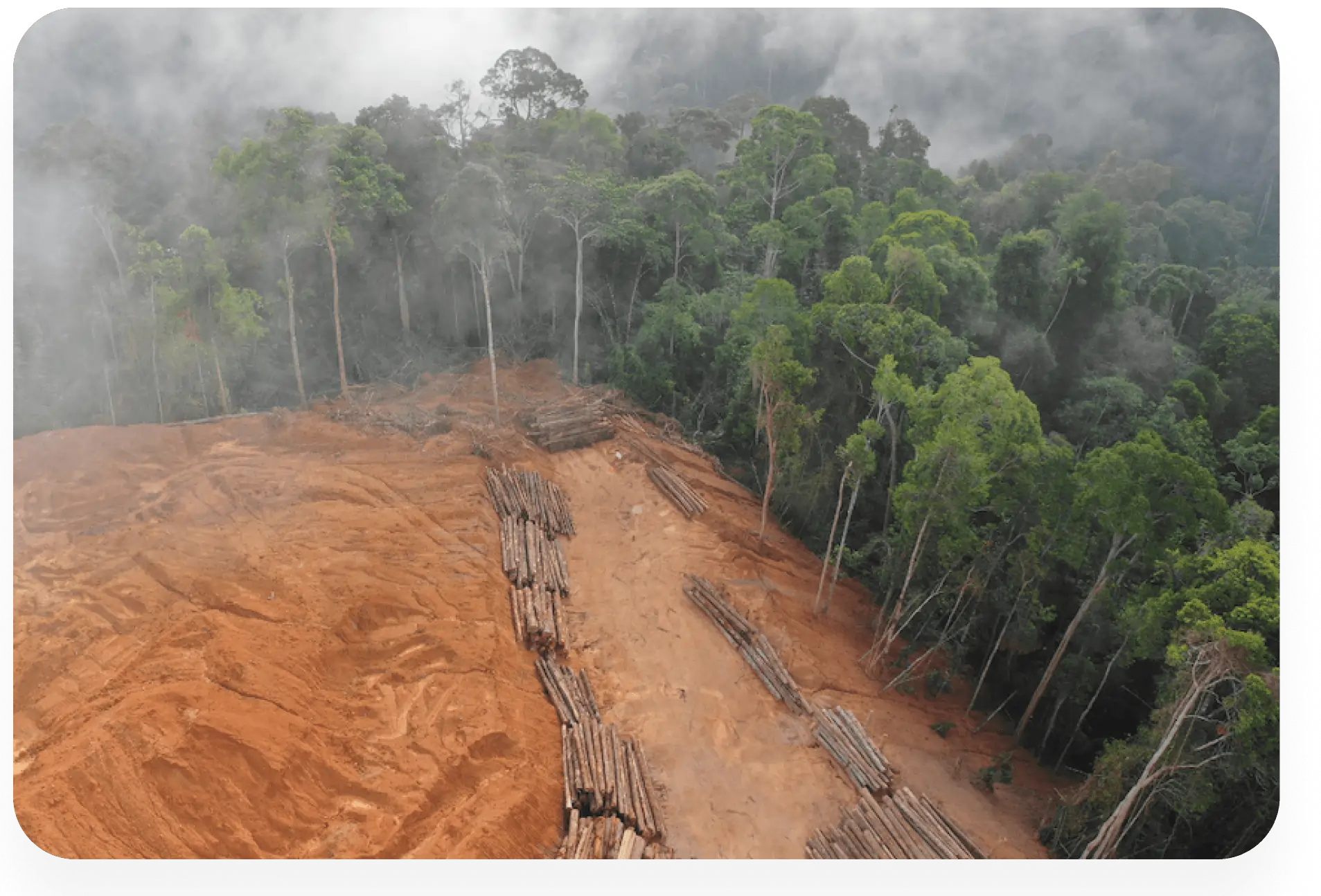 Das Bild zeigt einen Regenwald, der zur Hälfte abgeholzt ist