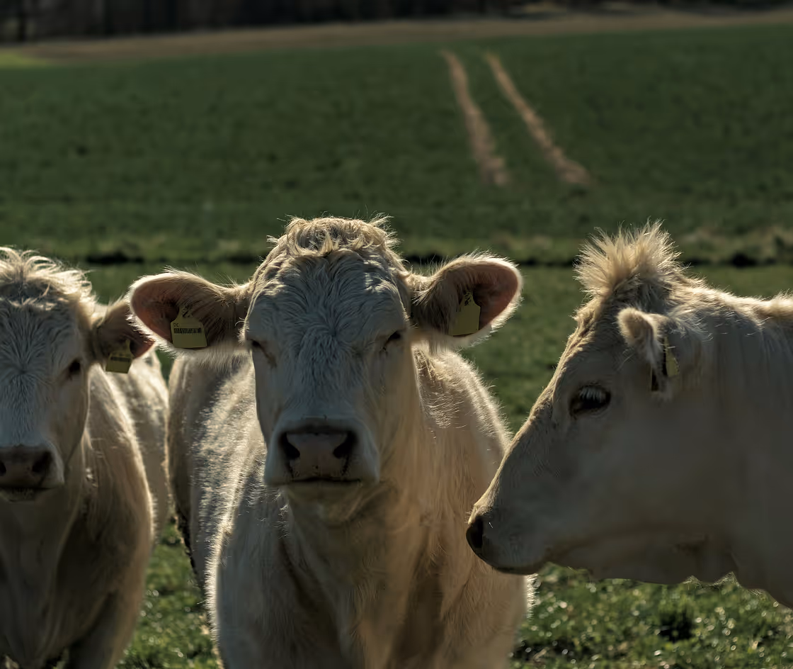 Where Science Meets Animal Care