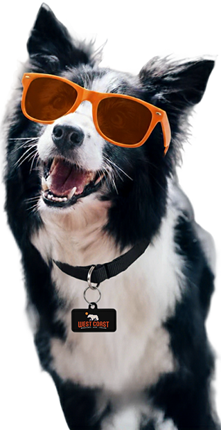 dog with an orange glass