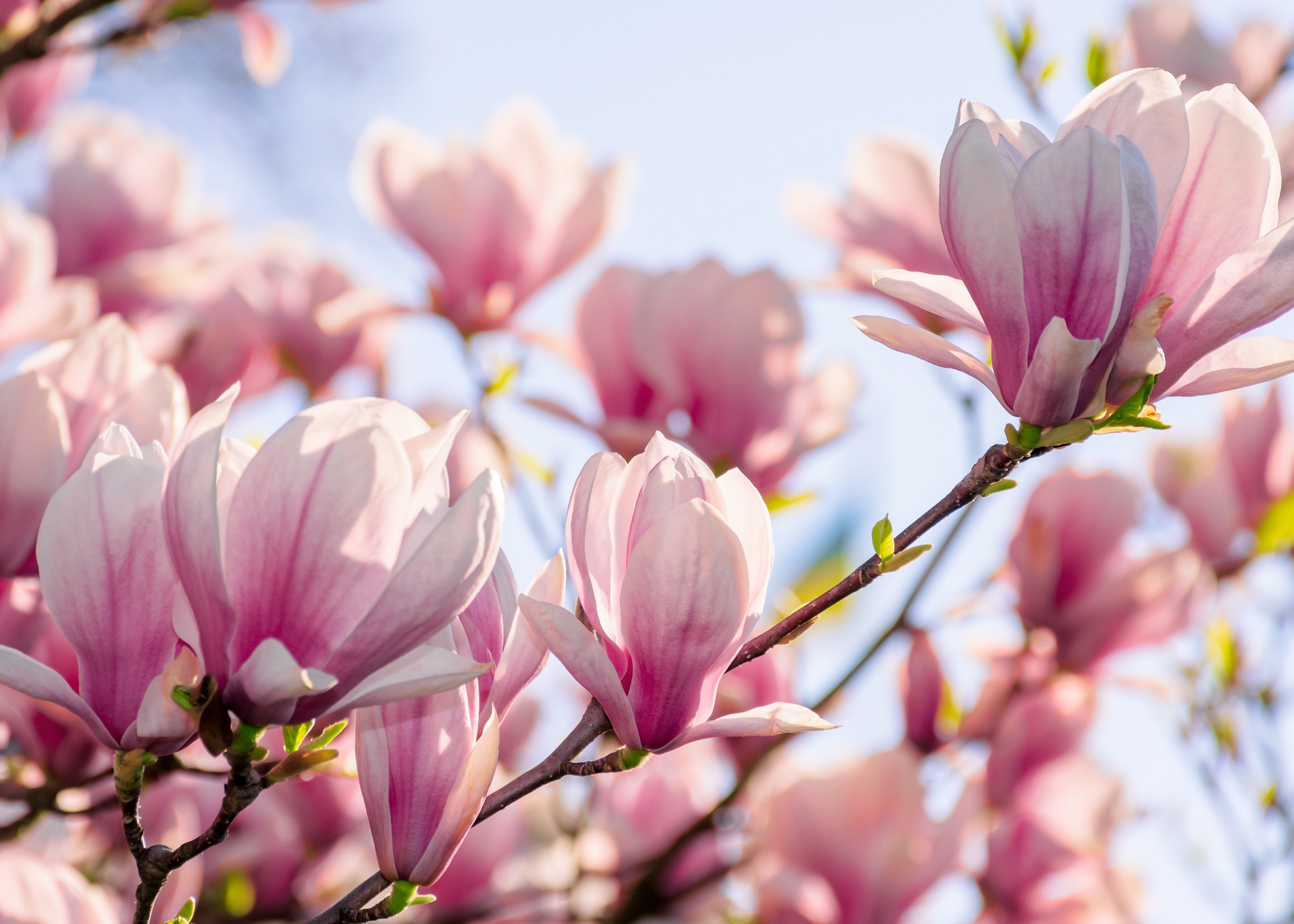 A close up of a tree with pink flowers.