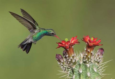 A green hummingbird hovers in midair while feeding from the bright red flowers of a cactus against a soft green background. 