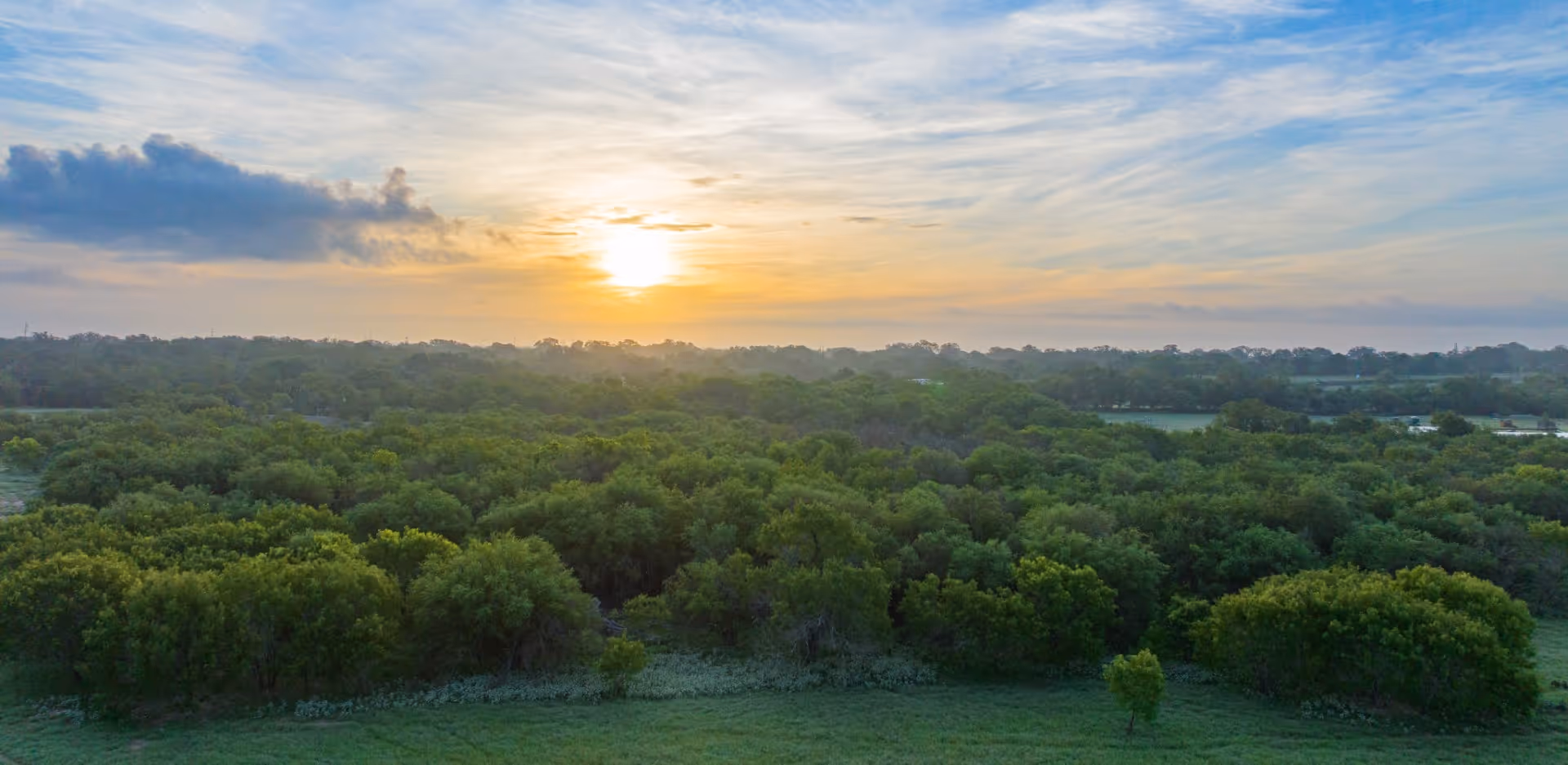Sunrise over lush green forest with soft golden light and misty sky