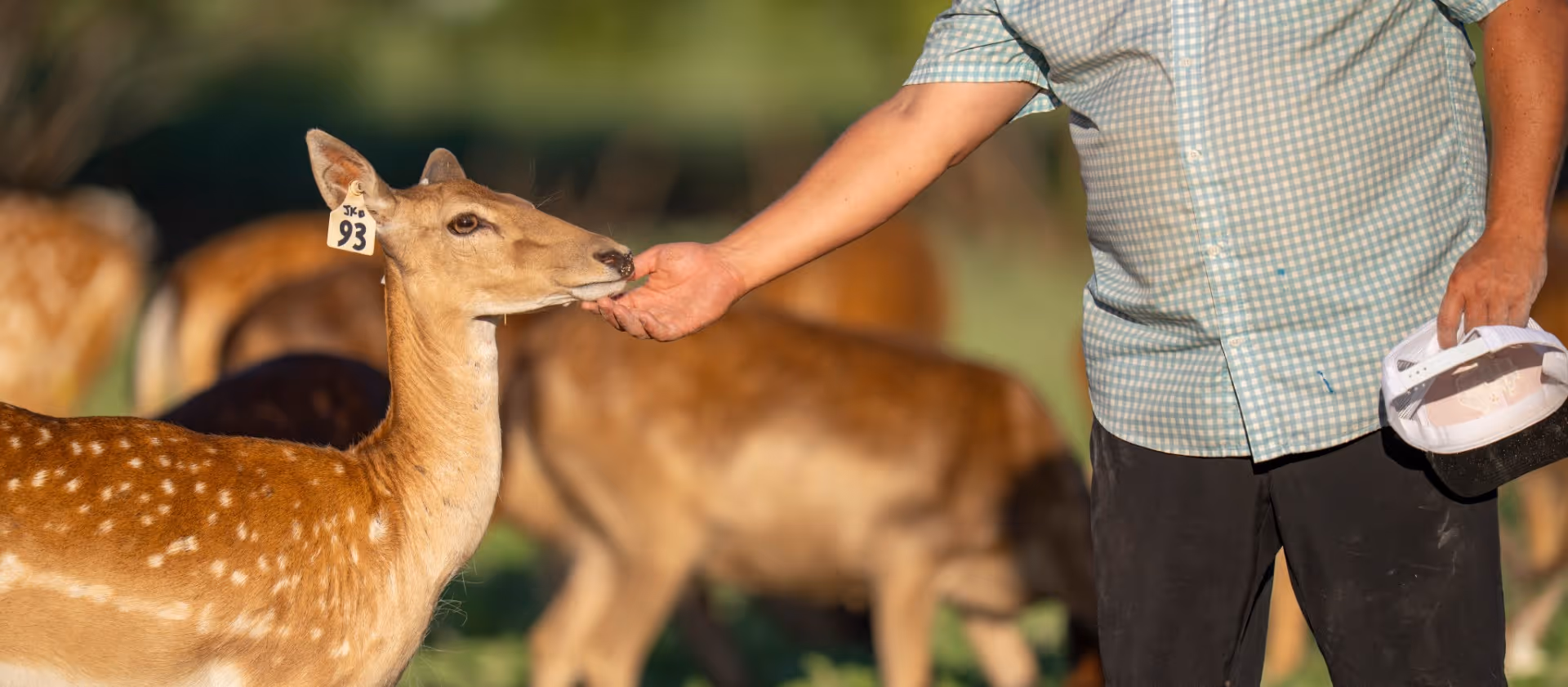 Deer with ear tag being hand-fed by person in checkered shirt