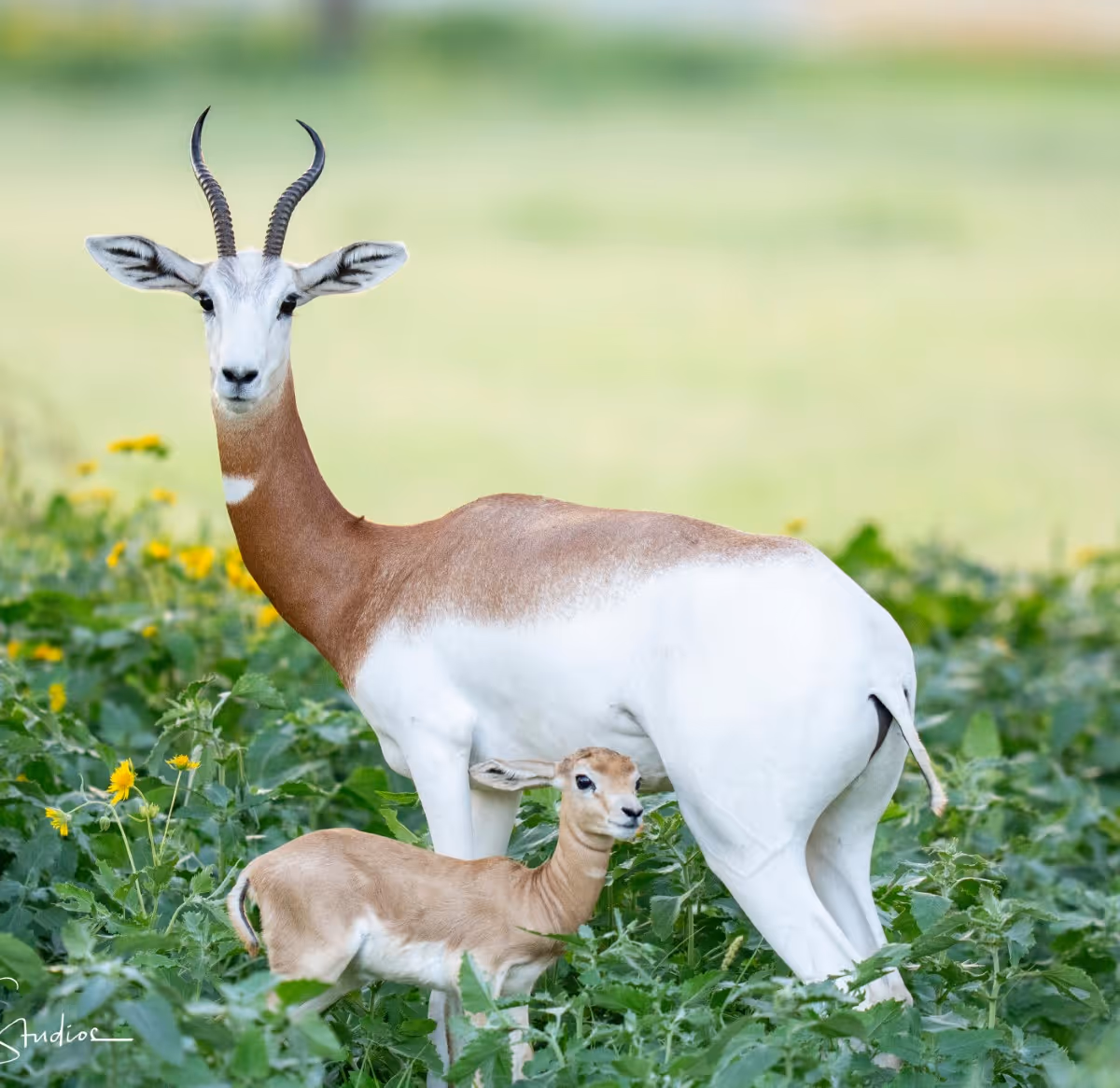 Gazelle mother and baby standing in green field with yellow flowers
