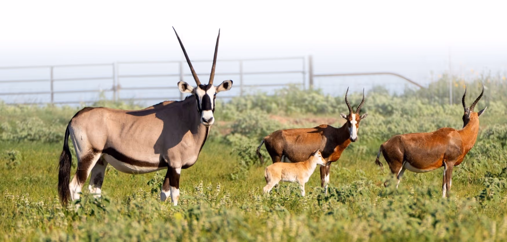 Oryx antelopes with long horns grazing in grassy field with fence