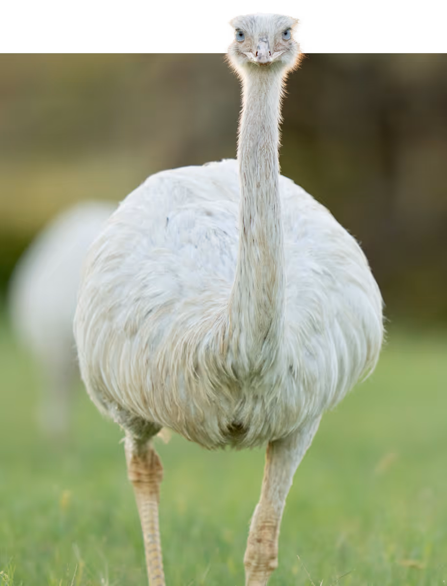 White ostrich standing on grass with long neck and curious expression